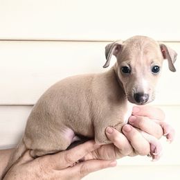 Corky - White and blue fawn male Italian Greyhound puppy in Jacksonville, Alabama from Adornare Kennels