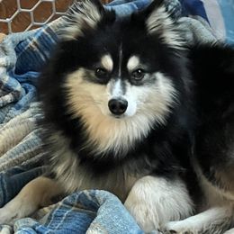 Pomsky Puppies from You Me & Our Pomskies
