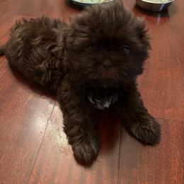 Shih Tzu Puppies from Judy's Shih Tzus