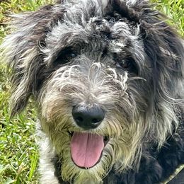 Abby - Aussiedoodle
