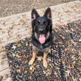 Zeus💙⚡️ - German Shepherd