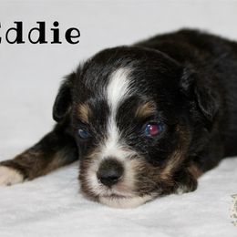 Eddie - Black tri Miniature Australian Shepherd puppy in Paris, Texas from Kuttin’ Up Mini Aussies
