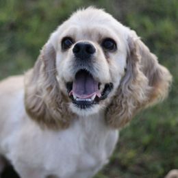 Cocker Spaniels from Silver Country Cocker Spaniels