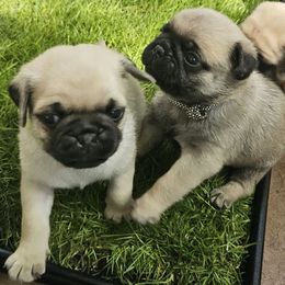 Boy 2 - Green - Fawn male Pug puppy in Rutherfordton, North Carolina from Sweetie Pie Pugs