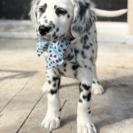 Dalmatian Puppies from Spotted Jewels Dalmatians