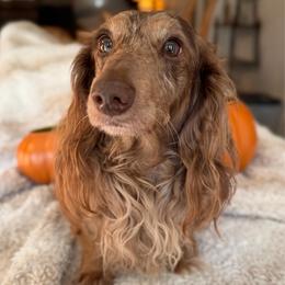 Moose - Dachshund