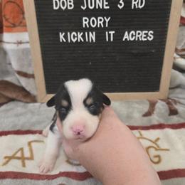 Rory - Black and tan female Pembroke Welsh Corgi puppy in Chariton, Iowa from Kickin It Acres BCs