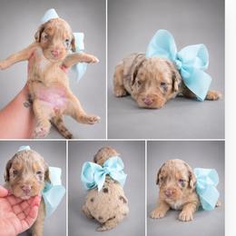 Magenta - Merle female Goldendoodle puppy in Delphos, Ohio from Route 66 Poodles & Doodles, Sapphire Shih-tzu's of Ohio
