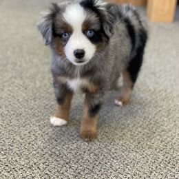 Toy Australian Shepherd Puppies from 4C Toy Aussies