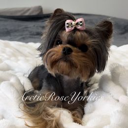 Paprika - Yorkshire Terrier