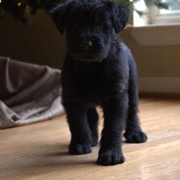 Ewok- Orange Collar - Black male Giant Schnauzer puppy in Bessemer, Alabama from The Copper Cottage Canines