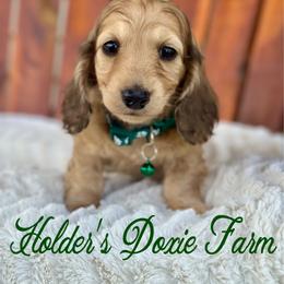 Louie-1650 - Cream male Dachshund puppy in Atwood, Oklahoma from Holder’s Doxie Farm