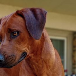 Nahla - Rhodesian Ridgeback
