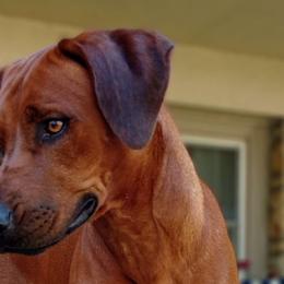 Nahla - Rhodesian Ridgeback