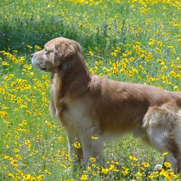 Golden Retriever All Grown Up from Gower Goldens