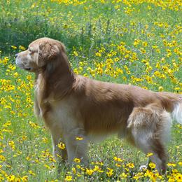 Golden Retriever All Grown Up from Gower Goldens