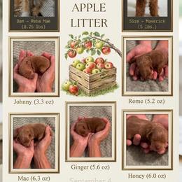 Schnoodle puppies from River and Pine Pups