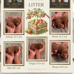 Schnoodle puppies from River and Pine Pups