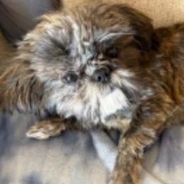 Lola - Shih Tzu