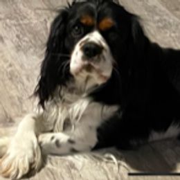 Cavalier King Charles Spaniels from Gulf Coast Cavaliers