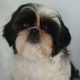 Daisy - Shih Tzu