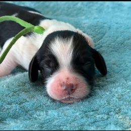 Green - Black white and tan female English Springer Spaniel puppy in Grandview, Texas from Lollipop Paws
