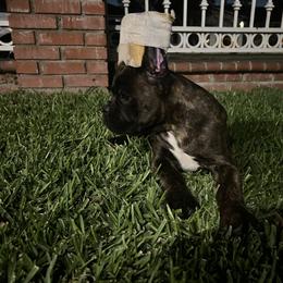 Boxer Puppies from Euro boxers of SoCal