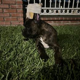 Boxer Puppies from Euro boxers of SoCal