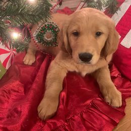 Dr. Facilier - Golden Golden Retriever puppy in Lewiston, Idaho from Tiloula's Puppies