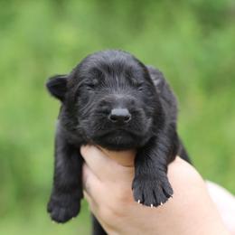Black Boy 4 - Black male German Shepherd puppy in Lucasville, Ohio from Trusting Hearts Kennel
