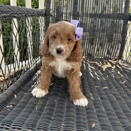 Rita - Red and white female Cockapoo puppy in Mint Hill, North Carolina from DoodleForever