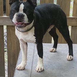 Boston Terrier Puppies from Berry Hill Boston Terriers
