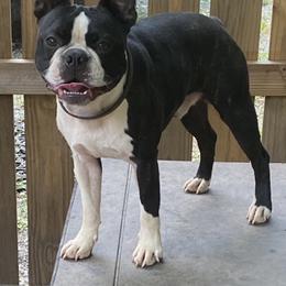 Boston Terrier Puppies from Berry Hill Boston Terriers