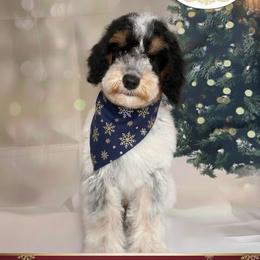 Tucker - Merle male Goldendoodle puppy in Pocasset, Massachusetts from Mini Goldendoodles of Cape Cod