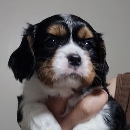 Cavalier King Charles Spaniels, Cavapoos, and Poodles from Marta's Cavaliers