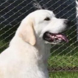 Logan - Golden Retriever