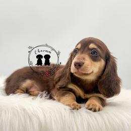 Olive - Chocolate and cream female Dachshund puppy in Litchfield, Illinois from Charmm Dachshunds