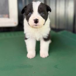 Mayhem - Black and white female Border Collie puppy in Kalispell, Montana from North Fork Border Collies