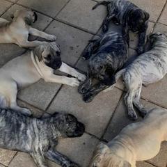 Perro de Presa Canarios from King Royal Kennel