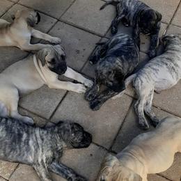 Perro de Presa Canarios from King Royal Kennel