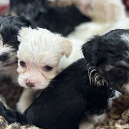 Havanese from Honeycutt’s Happy Havanese