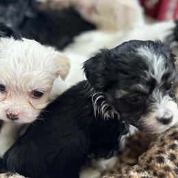 Havanese from Honeycutt’s Happy Havanese