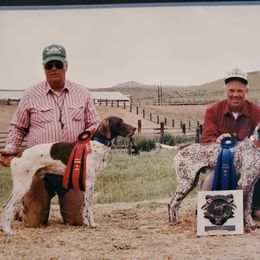German Shorthaired Pointer All Grown Up from RADBACH KENNELS