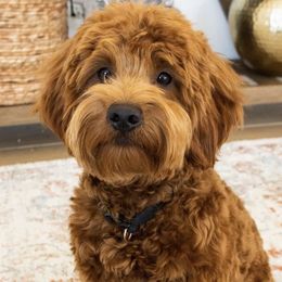 Vegas - Goldendoodle