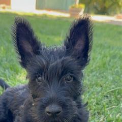 Dahlia - Black female Scottish Terrier puppy in Victorville, California from Santas Scotties