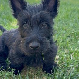 Dahlia - Black female Scottish Terrier puppy in Victorville, California from Santas Scotties