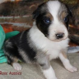 Hash - Blue merle male Australian Shepherd puppy in Burbank, South Dakota from Dakota Rose Aussies