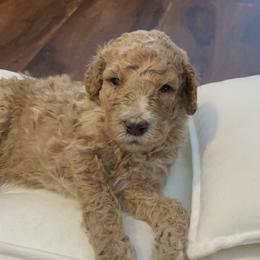 Ranger - Red  male Poodle puppy in Calimesa, California from Coriander Pups