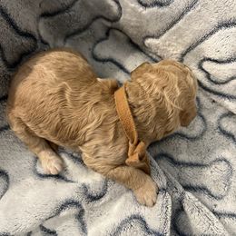 Eggnog - Cream male Goldendoodle puppy in Clarksville, Tennessee from Golden Pine Designer Doodles