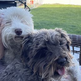Belle - Miniature Schnauzer
